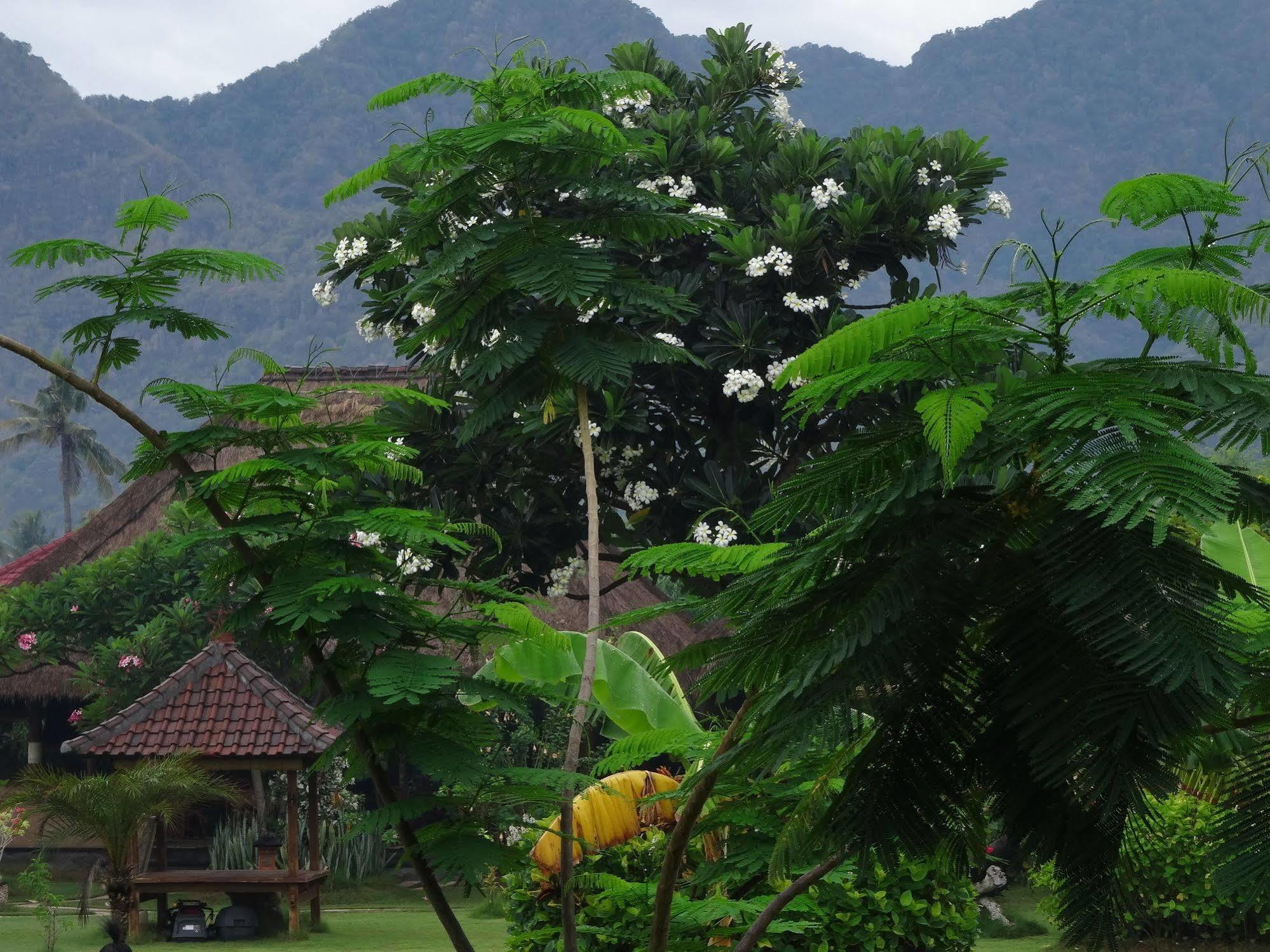 Sunia Loka Bungalows & Dive Center Pemuteran Eksteriør bilde